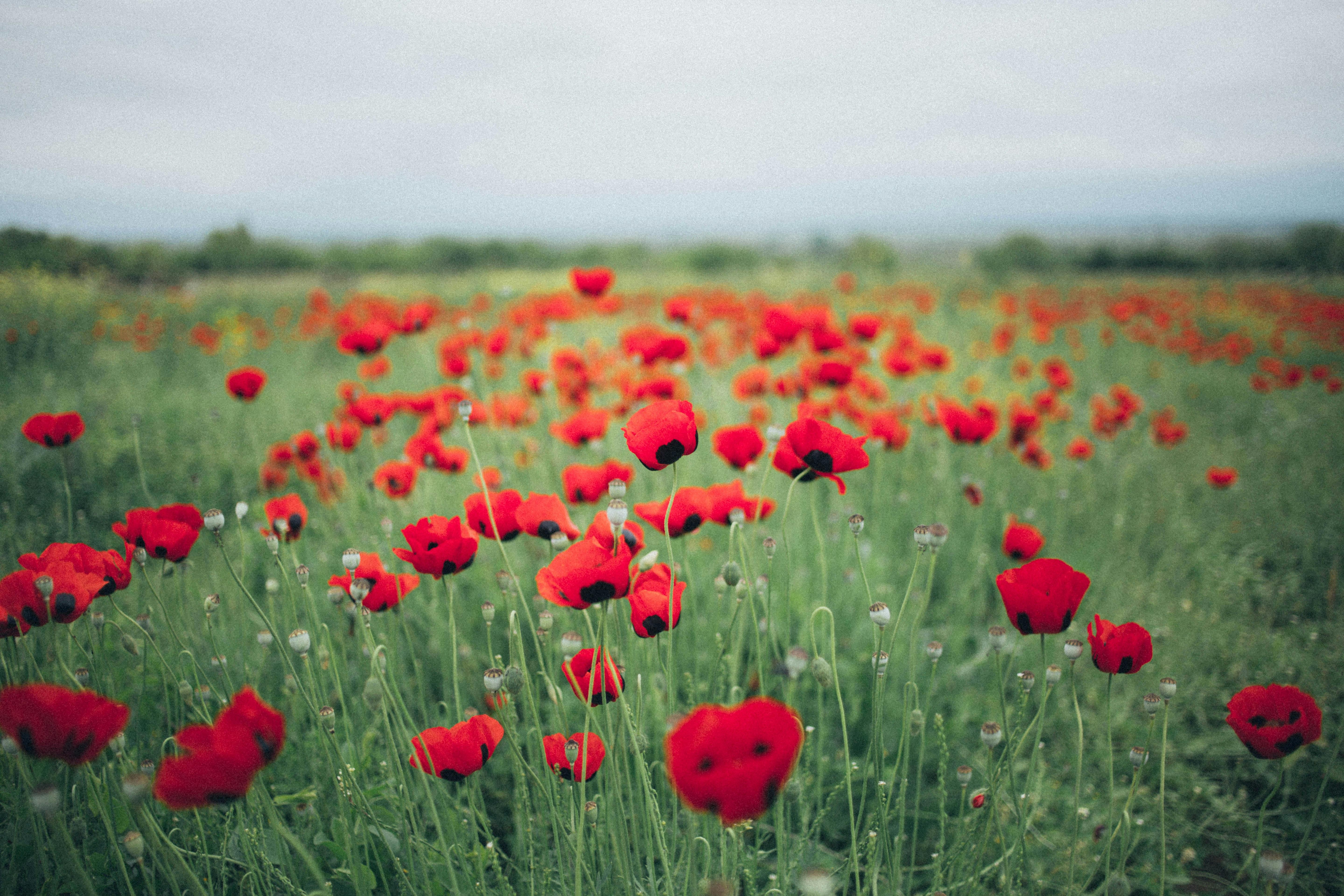 ANZAC Day 2025: 110 Years On – Lest We Forget